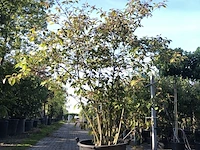 Schoonvrucht callicarpa 'profusion', meerstammig, paarse bloei, ca. 250 cm hoog - afbeelding 1 van  2