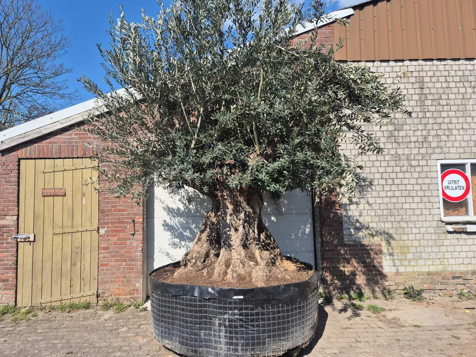 Seizoens finale: mediterrane palmen, olijfbomen, fruitbomen en planten