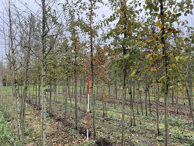 Sierappel - malus 'butterball' (5x) - afbeelding 1 van  4