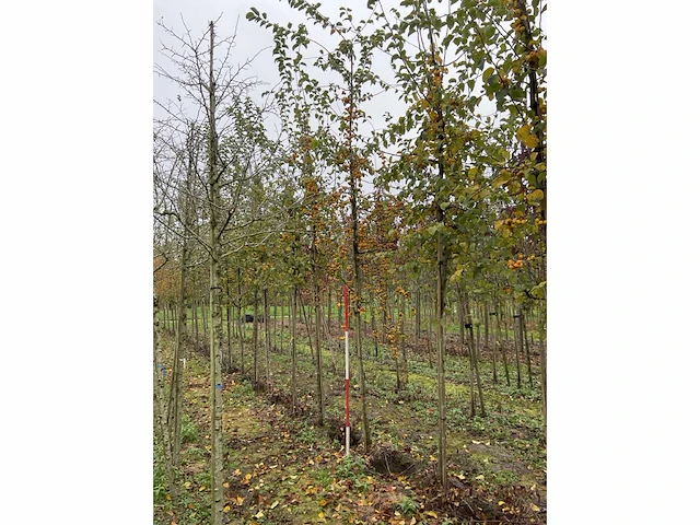 Sierappel - malus 'butterball' (5x) - afbeelding 2 van  4