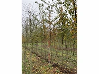 Sierappel - malus 'butterball' (5x) - afbeelding 2 van  4
