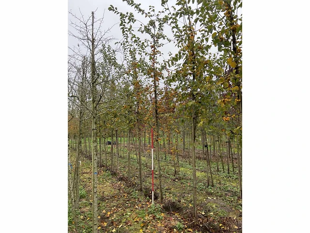 Sierappel - malus 'butterball' (5x) - afbeelding 3 van  4
