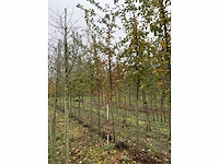 Sierappel - malus 'butterball' (5x) - afbeelding 3 van  4