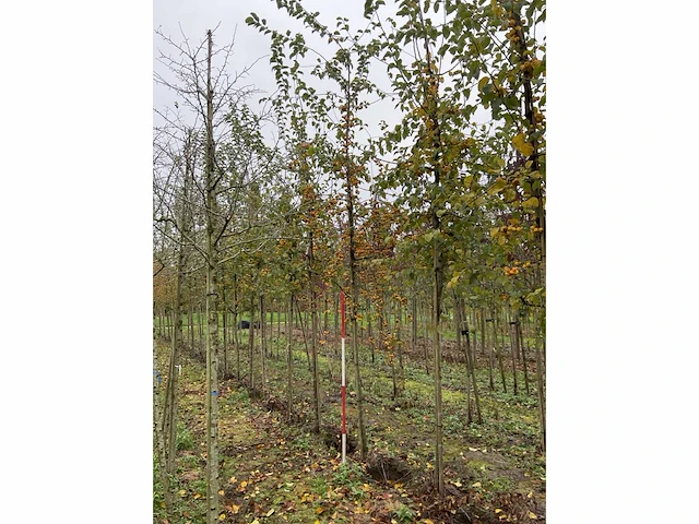 Sierappel - malus 'butterball' (5x) - afbeelding 4 van  4
