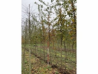 Sierappel - malus 'butterball' (5x) - afbeelding 4 van  4