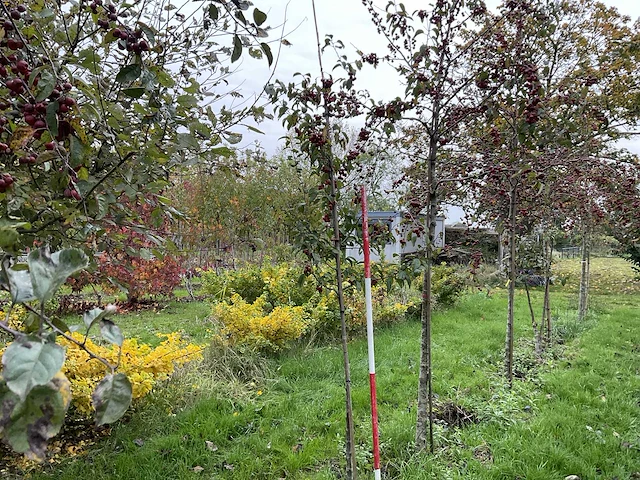 Sierappel - malus 'evereste' (2x) - afbeelding 1 van  4