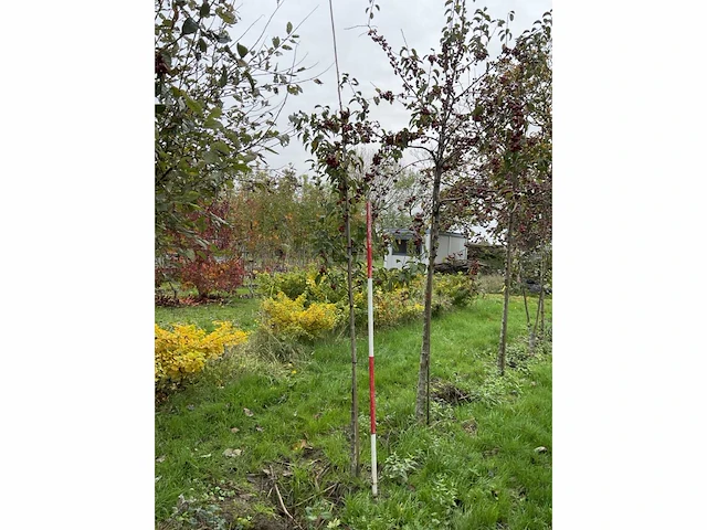 Sierappel - malus 'evereste' (2x) - afbeelding 2 van  4