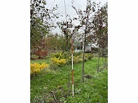 Sierappel - malus 'evereste' (2x) - afbeelding 2 van  4