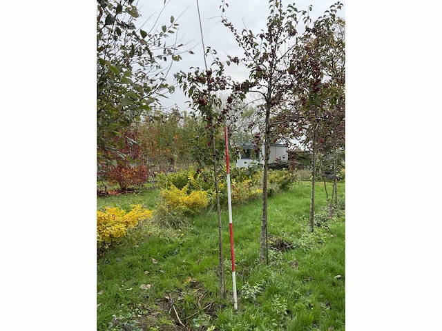 Sierappel - malus 'evereste' (2x) - afbeelding 3 van  4