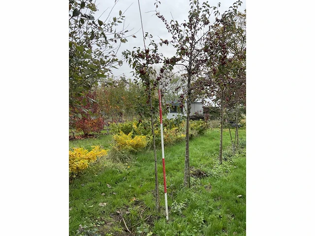 Sierappel - malus 'evereste' (2x) - afbeelding 4 van  4
