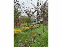 Sierappel - malus 'evereste' (2x) - afbeelding 4 van  4