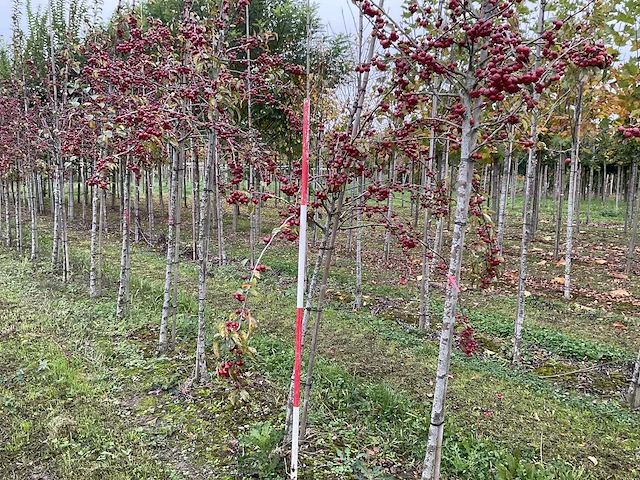 Sierappel - malus 'evereste' - afbeelding 1 van  4