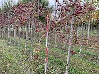 Sierappel - malus 'evereste' - afbeelding 1 van  4