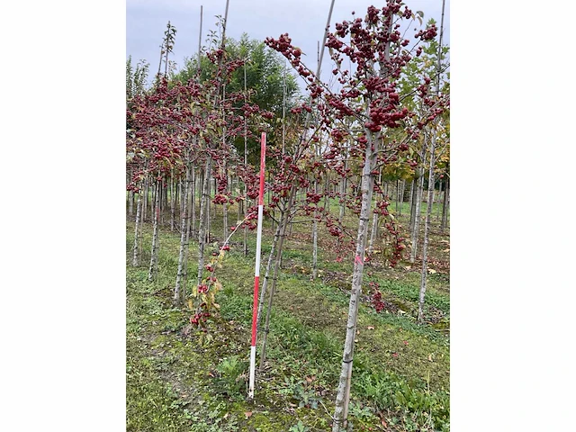 Sierappel - malus 'evereste' - afbeelding 2 van  4