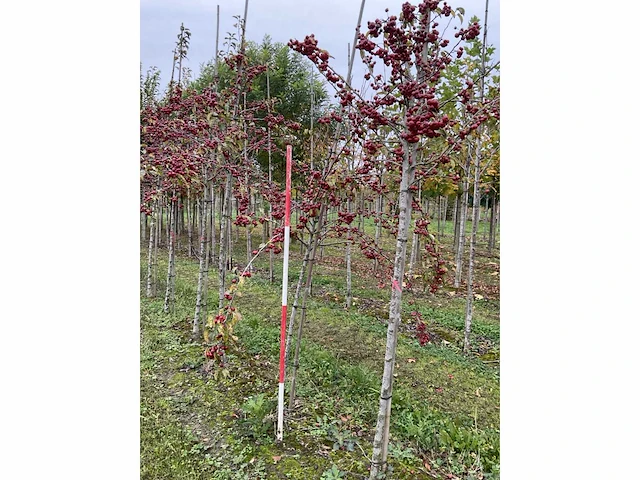 Sierappel - malus 'evereste' - afbeelding 3 van  4