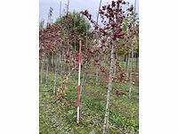 Sierappel - malus 'evereste' - afbeelding 3 van  4