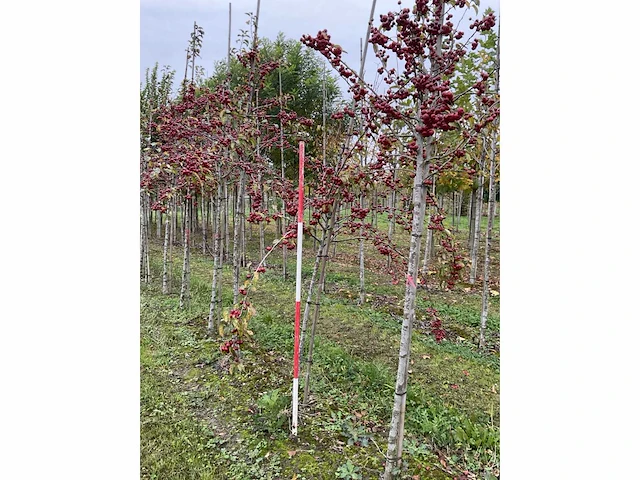 Sierappel - malus 'evereste' - afbeelding 4 van  4