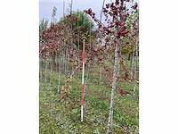Sierappel - malus 'evereste' - afbeelding 4 van  4