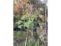 Sierappel - parkboom - afbeelding 2 van  3