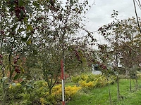 Sierappel - sierappel (3x) - afbeelding 1 van  5