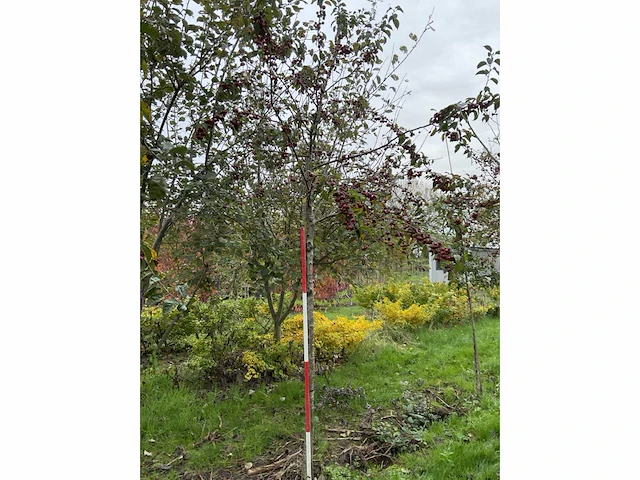 Sierappel - sierappel (3x) - afbeelding 2 van  5