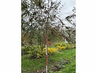 Sierappel - sierappel (3x) - afbeelding 2 van  5