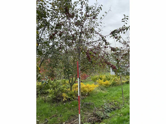 Sierappel - sierappel (3x) - afbeelding 3 van  5