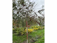 Sierappel - sierappel (3x) - afbeelding 3 van  5