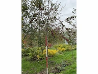 Sierappel - sierappel (3x) - afbeelding 4 van  5