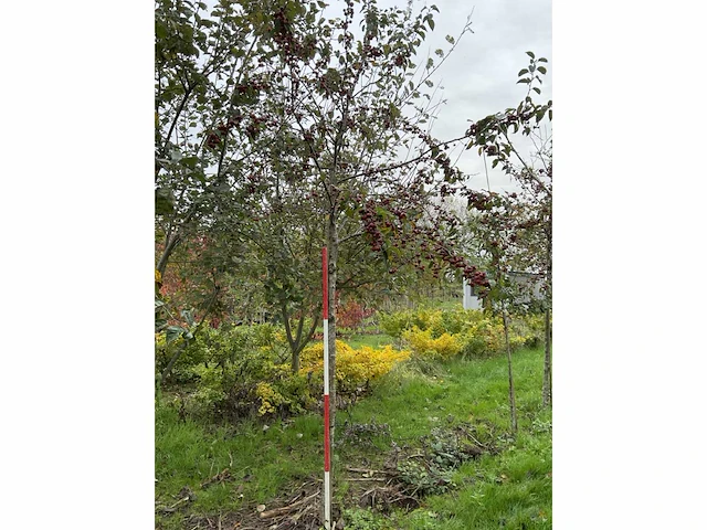 Sierappel - sierappel (3x) - afbeelding 5 van  5