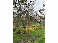 Sierappel - sierappel (3x) - afbeelding 5 van  5