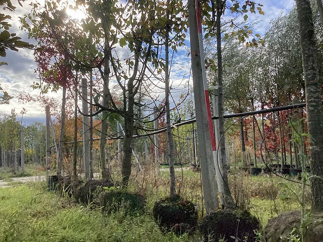 Sierappel - sierboom (2x) - afbeelding 1 van  4
