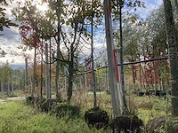 Sierappel - sierboom (2x) - afbeelding 1 van  4