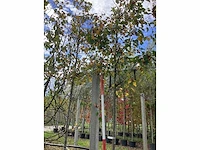 Sierappel - sierboom (2x) - afbeelding 2 van  4