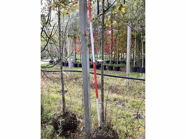 Sierappel - sierboom (2x) - afbeelding 3 van  4