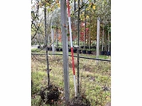 Sierappel - sierboom (2x) - afbeelding 3 van  4