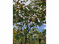 Sierappel - sierboom (2x) - afbeelding 4 van  4