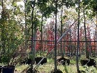Sierappel - sierboom (3x) - afbeelding 1 van  4