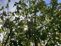 Sierappel - sierboom (3x) - afbeelding 3 van  4