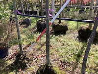 Sierappel - sierboom (3x) - afbeelding 4 van  4