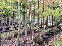 Sierappel - sierboom - afbeelding 1 van  3