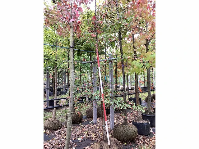 Sierappel - sierboom - afbeelding 2 van  3