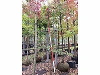 Sierappel - sierboom - afbeelding 2 van  3