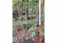 Sierappel - sierboom - afbeelding 3 van  3