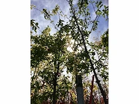Sierappel - vrucht- / fruitboom (2x) - afbeelding 3 van  4