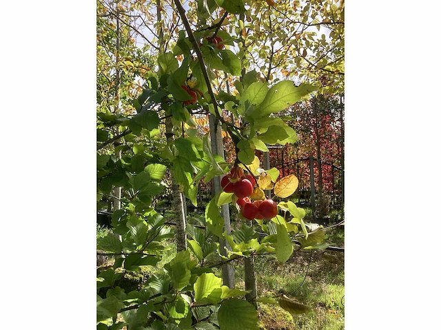 Sierappel - vrucht- / fruitboom (2x) - afbeelding 4 van  4