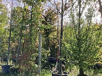 Sierappel - vrucht- / fruitboom (2x) - afbeelding 1 van  4