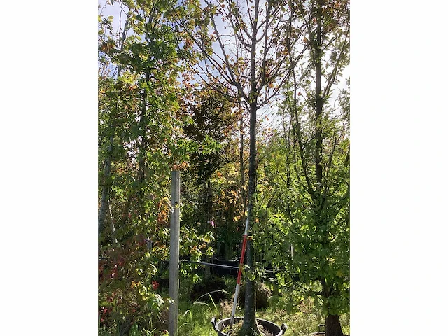 Sierappel - vrucht- / fruitboom (2x) - afbeelding 2 van  4