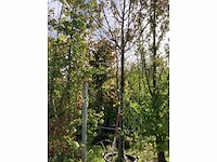 Sierappel - vrucht- / fruitboom (2x) - afbeelding 2 van  4