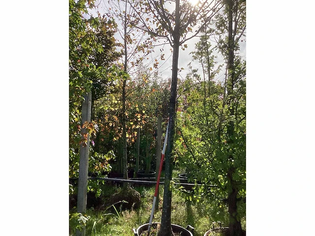 Sierappel - vrucht- / fruitboom (2x) - afbeelding 3 van  4